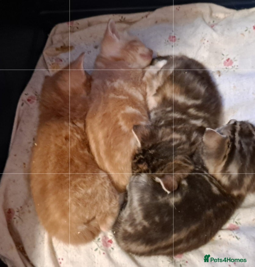 Mixed Breed cats Kittens x 4 - Advert 3