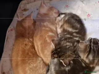 Mixed Breed cats Kittens x 4 - Advert 1