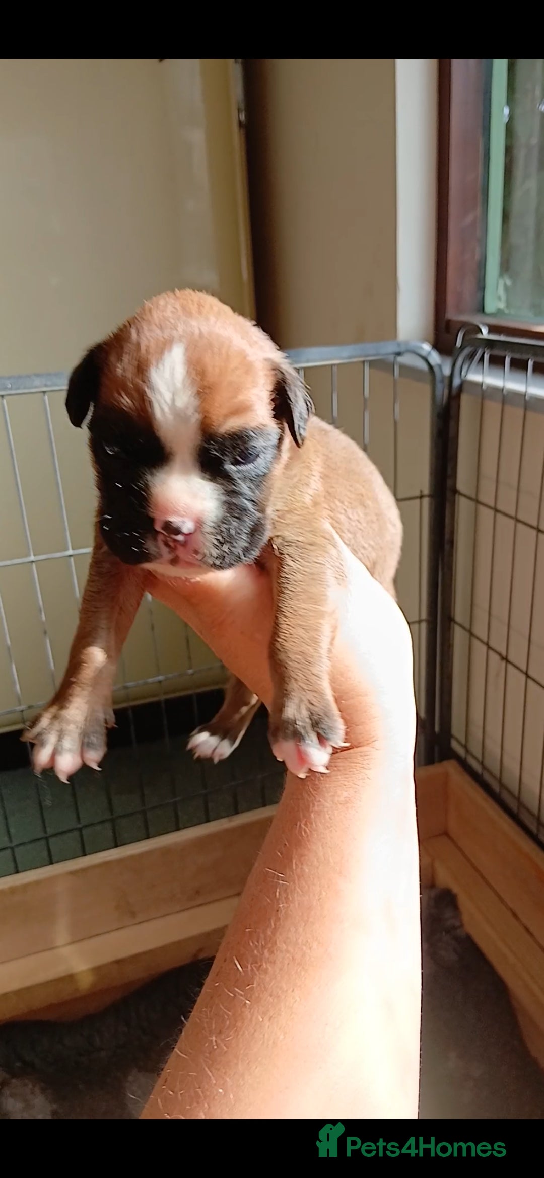 Boxer dogs for sale: Stunning kc registered boxer pups - Image 20