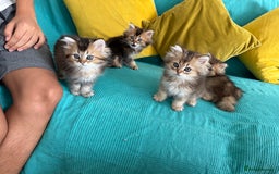 British Longhair cats for sale: British Longhair kittens - Image 6