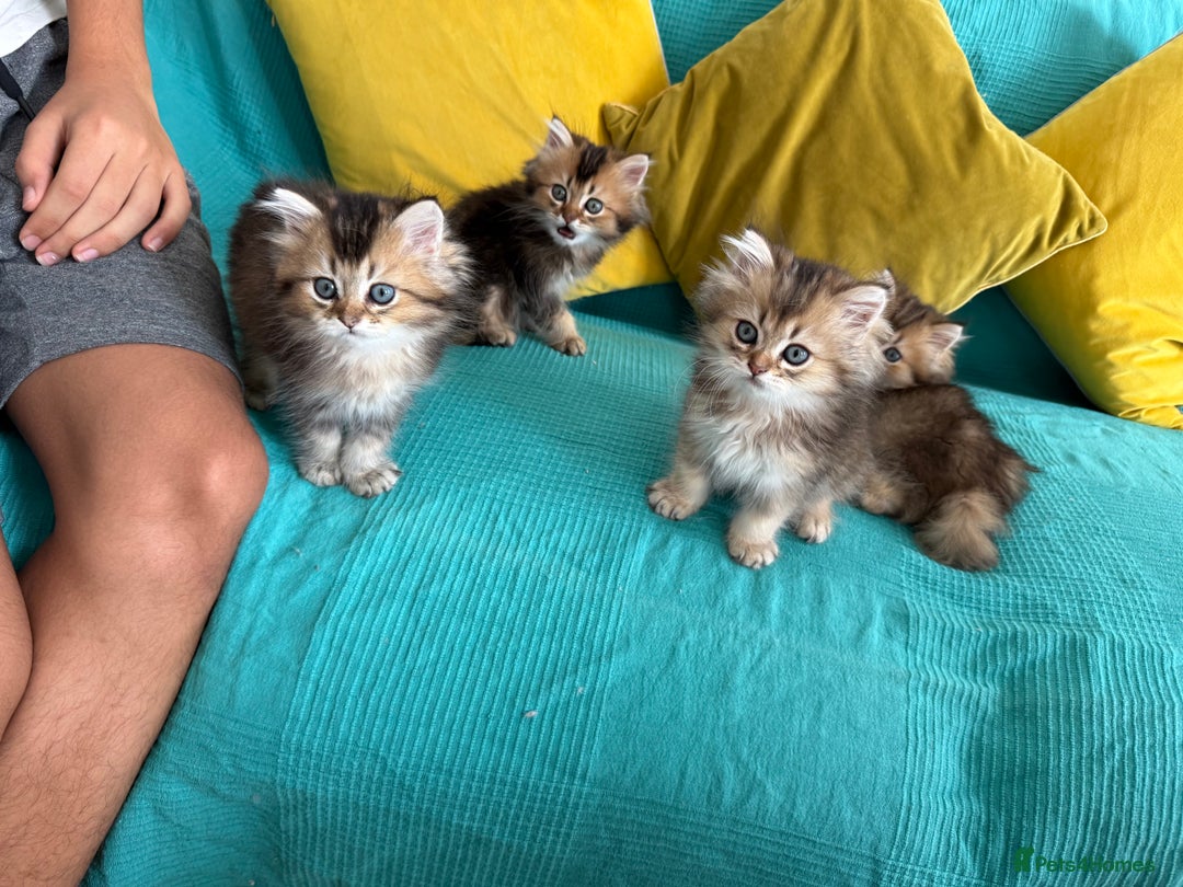 British Longhair cats for sale: British Longhair kittens - Image 6