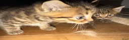 Mixed Breed cats for sale: 2 Kittens for sale - Advert 6