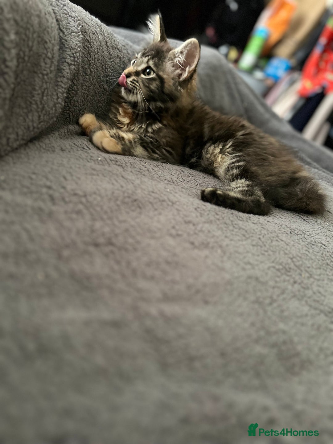 Maine Coon cats for sale: Mainecoon little lady ready for new home - Advert 3