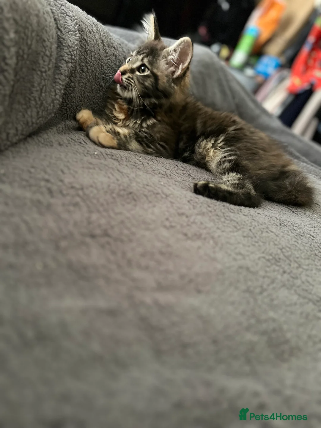 Maine Coon cats for sale: Mainecoon little lady ready for new home - Advert 3