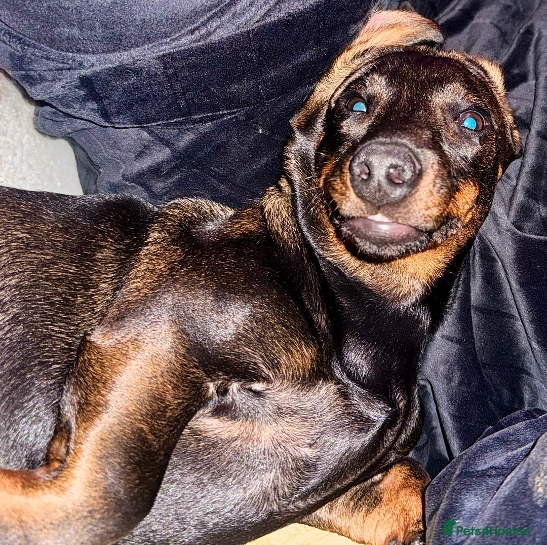 Dachshund dogs for sale: Borris - Advert 2