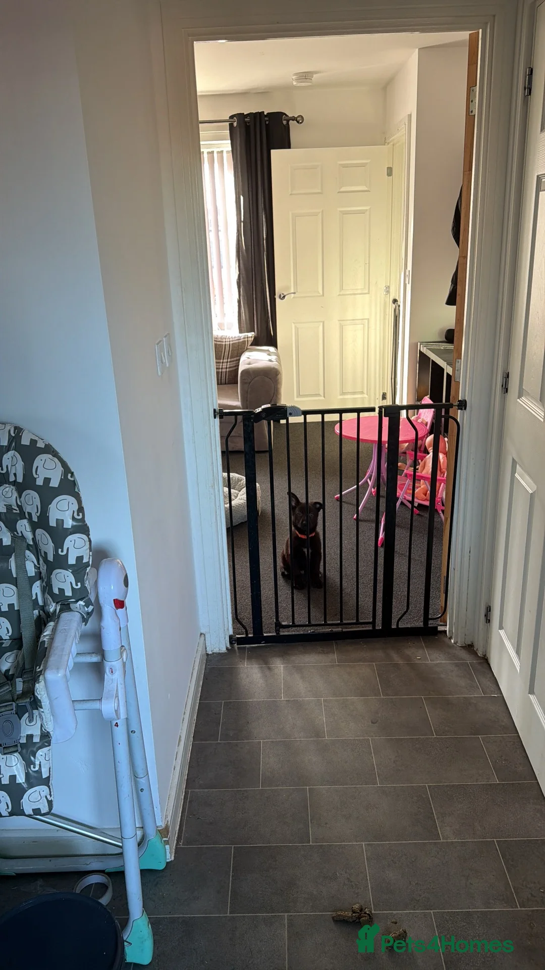 German Shepherd dogs for sale: German shepherd  in Birmingham - Advert 2