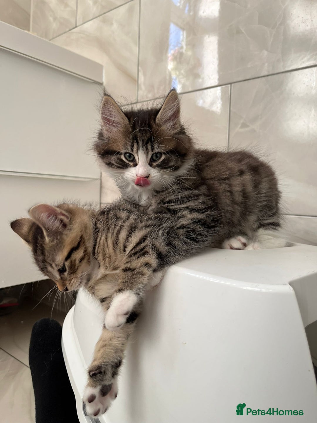 Abyssinian cats for sale: 6 Abyssinian & Tabby Kittens Available - Advert 12