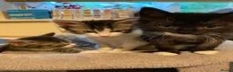 Ragdoll cats for sale: Ragdoll cross kittens in Andover - Advert 3