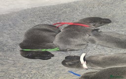 Staffordshire Bull Terrier dogs for sale: Staffordshire bull terrier  - Advert 37