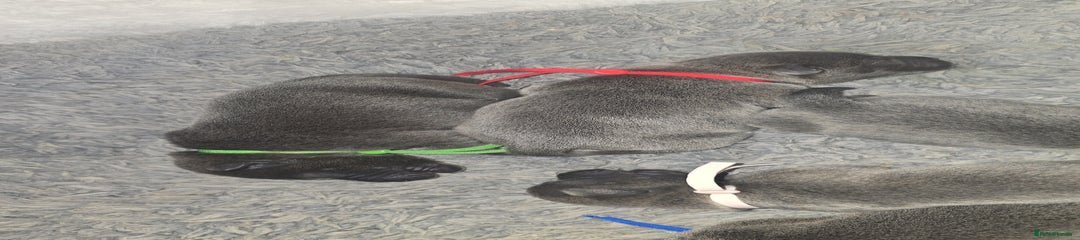 Staffordshire Bull Terrier Puppy 7