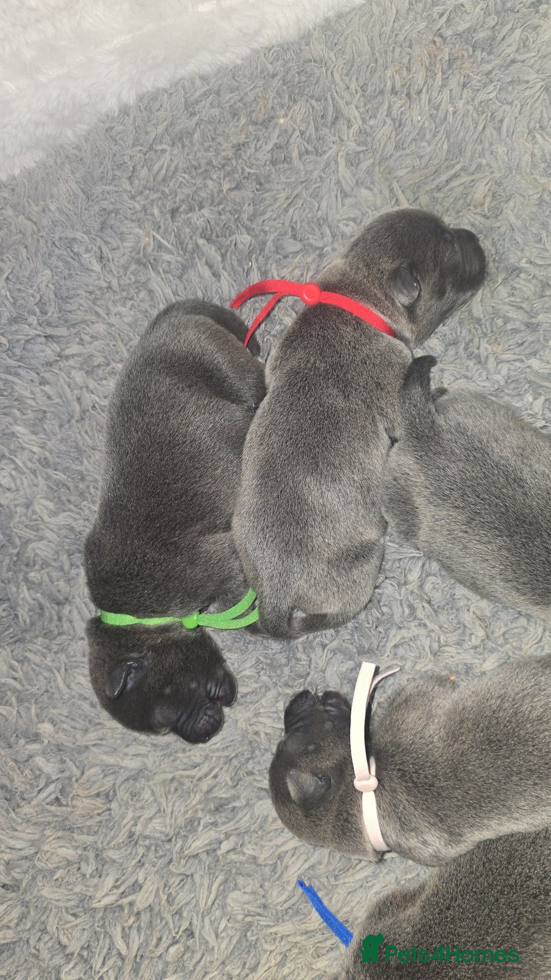 Staffordshire Bull Terrier dogs for sale: Staffordshire bull terrier  - Advert 37