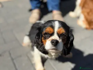 Cavalier King Charles Spaniel dogs KC Cavalier King Charles Bitch 2 years old - Advert 9
