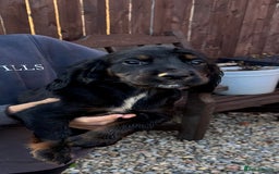 Cocker Spaniel dogs for sale: Working cocker spaniels  - Image 31