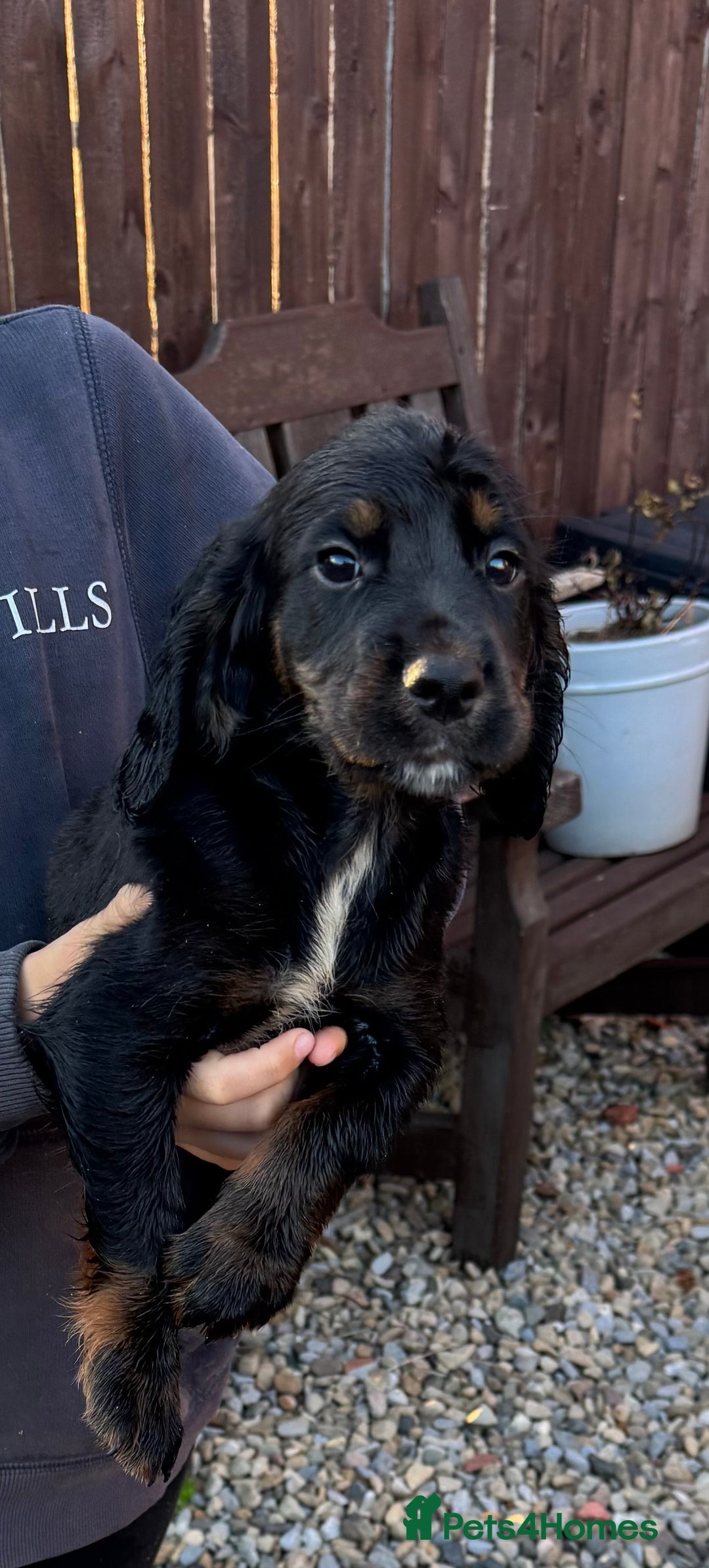 Cocker Spaniel dogs for sale: Working cocker spaniels  - Image 31