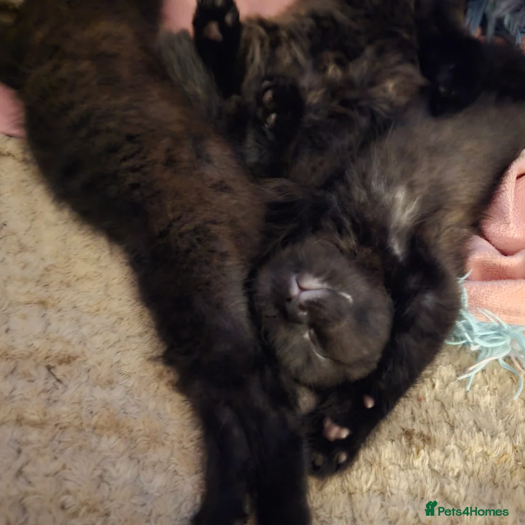 Mixed Breed cats for sale: Beautiful kittens - Advert 2