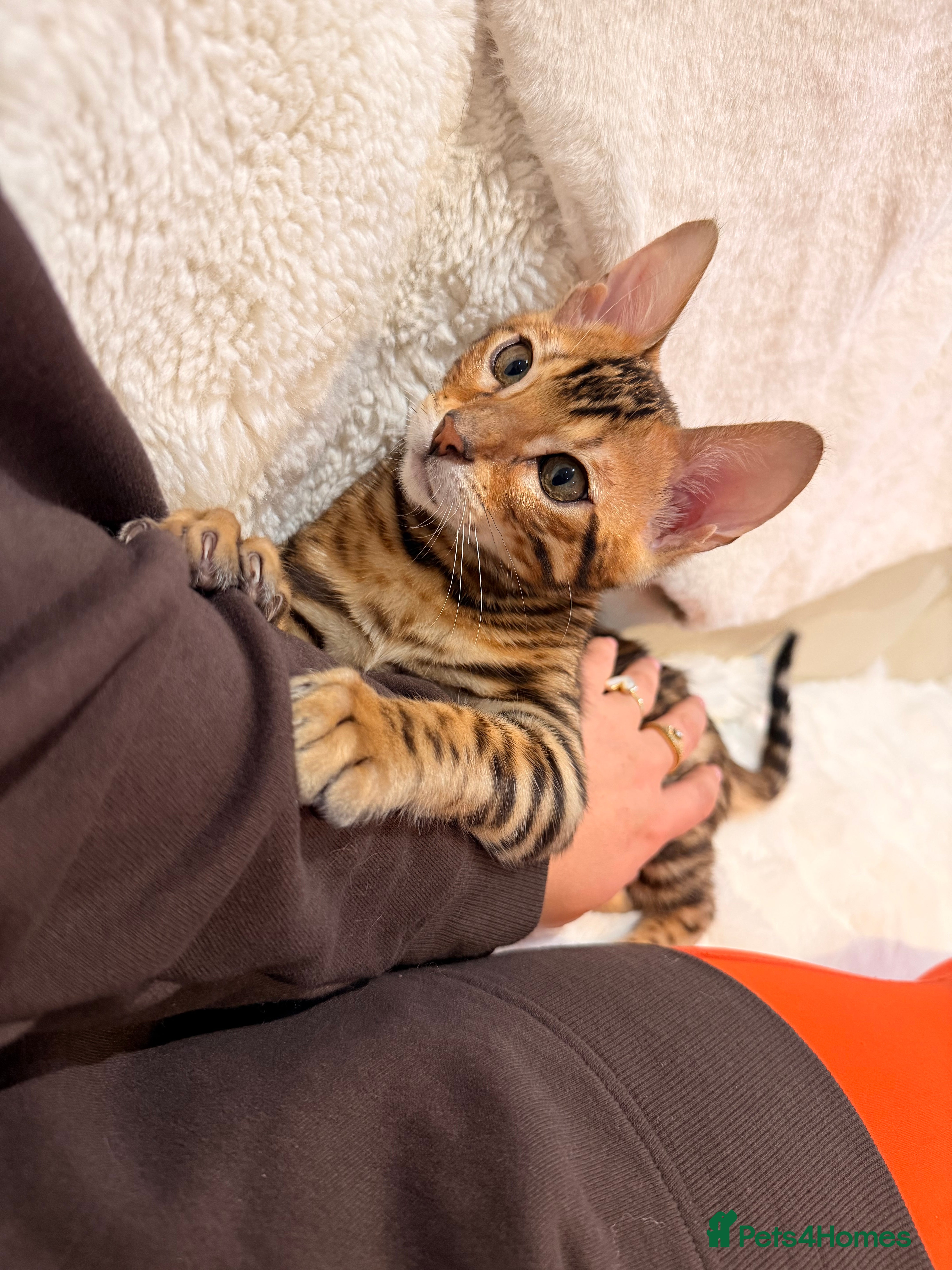 Bengal cats Champion bloodline Bengal kittens from 20.12.2025 - Advert 17