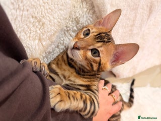 Bengal cats Champion bloodline Bengal kittens from 20.12.2025 - Advert 17