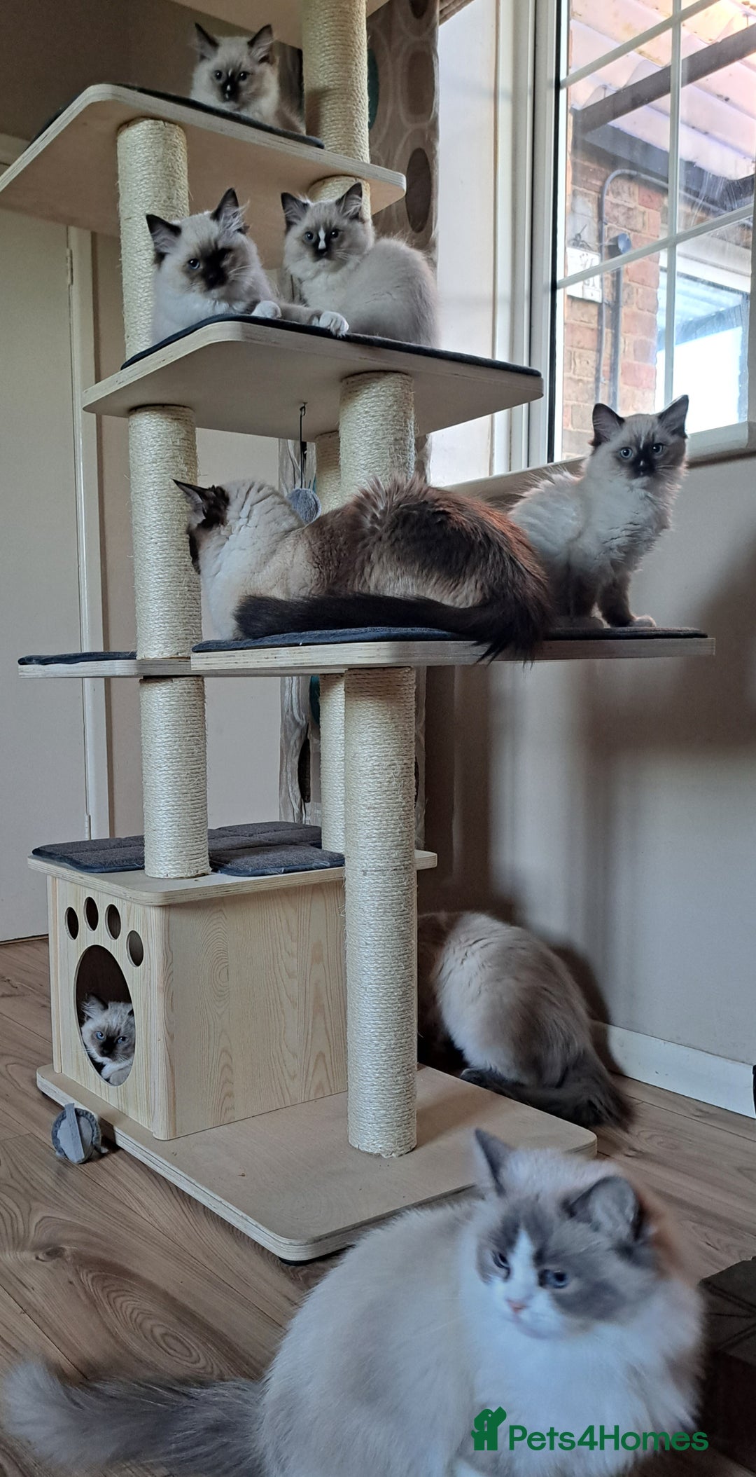 Ragdoll cats for sale: GCCF Reg. Ragdoll kittens Champion lines - Advert 16