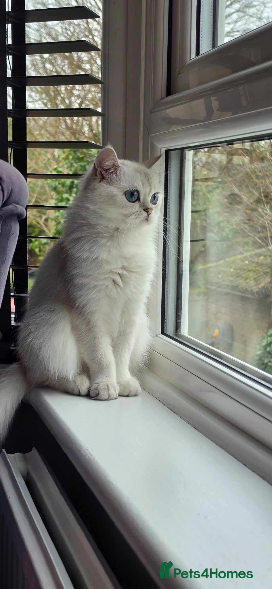 Scottish Fold cats White Scotish straight ears cat available - Advert 1