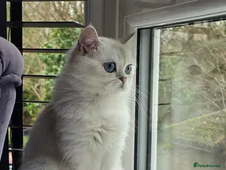 Scottish Fold cats White Scotish straight ears cat available - Advert 2