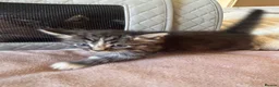 Mixed Breed cats for sale: Ragdoll x Maine coon - Advert 20