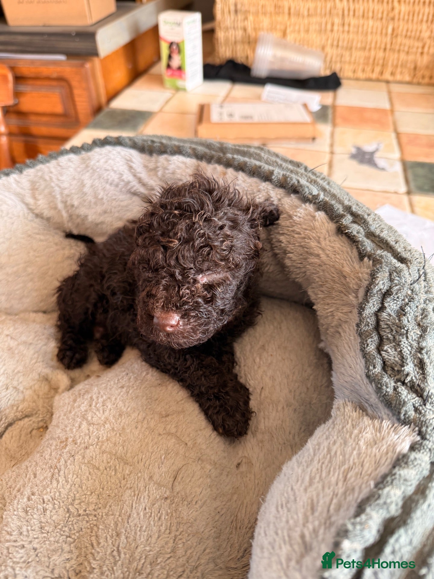 Miniature Poodle dogs Beautiful choc Merle poodle pups - Advert 1