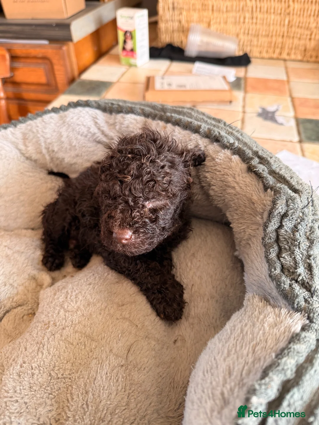 Miniature Poodle dogs for sale: Beautiful choc Merle poodle pups - Advert 1