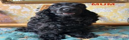 Cocker Spaniel dogs for sale: SHOW Cockers Spaniels due  - Advert 9