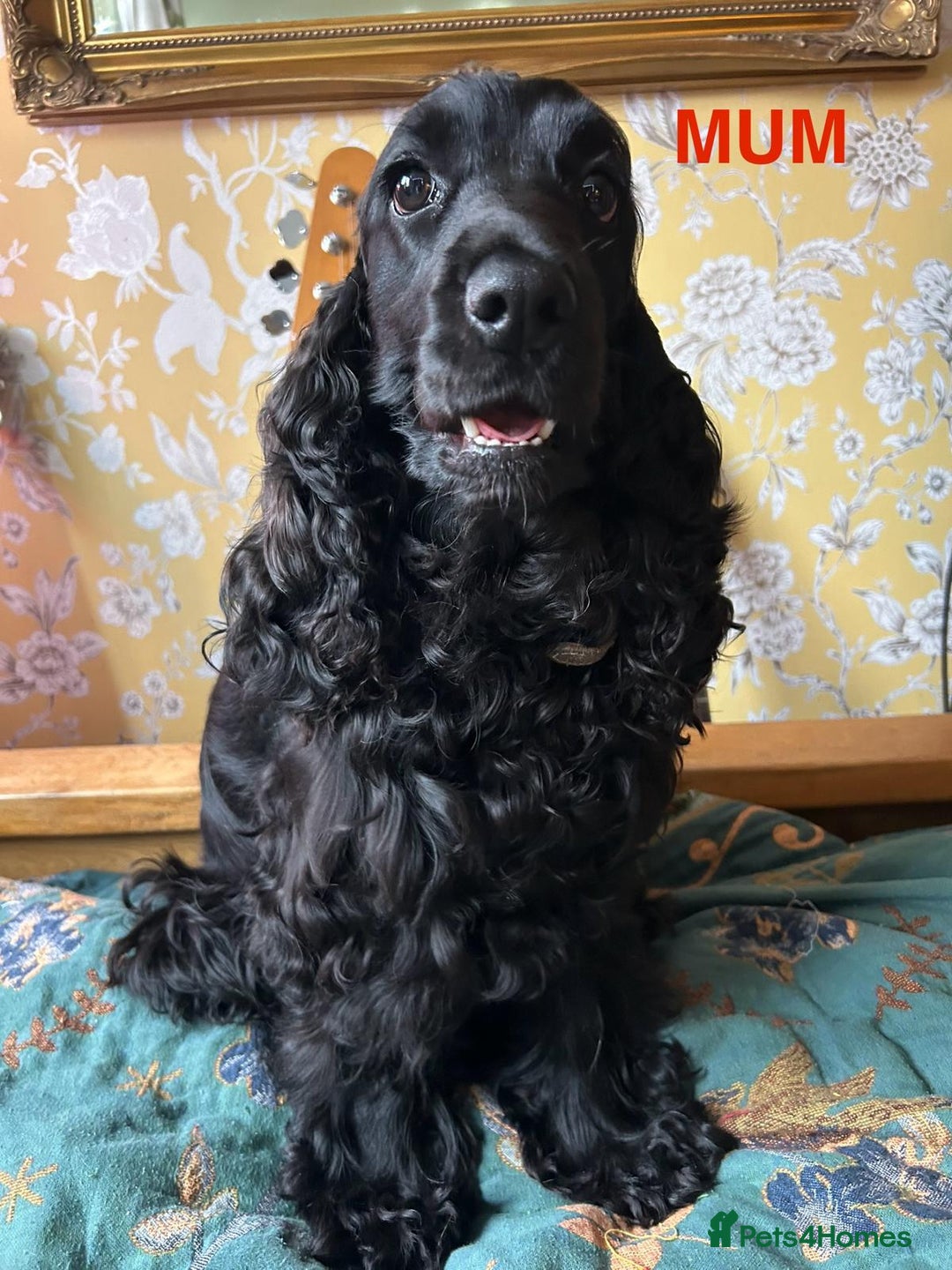 Cocker Spaniel dogs for sale: SHOW Cockers Spaniels due  - Advert 9