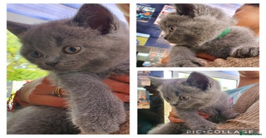 British Shorthair cats - Advert 3