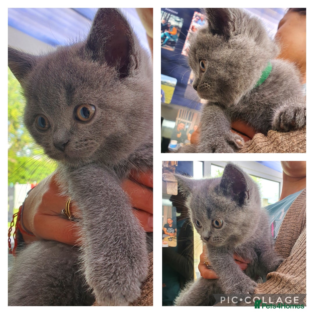 British Shorthair cats for sale: British Shorthair kittens  - Image 3
