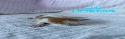 Norwegian Forest Cat cats for sale: Norwegian Forrest Cross Kittens  - Advert 6