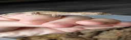 Gecko reptiles for sale: Baby Crested Geckos!! - Advert 8
