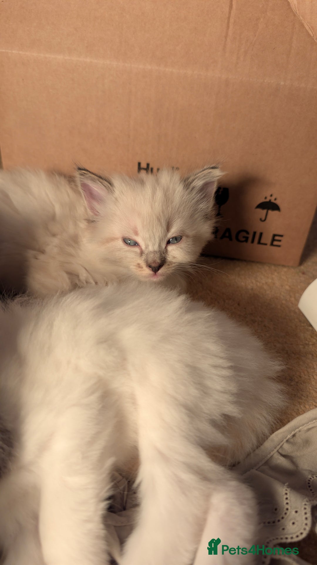 Ragdoll cats for sale: Beautiful Playful Ragdoll Kittens - Advert 26