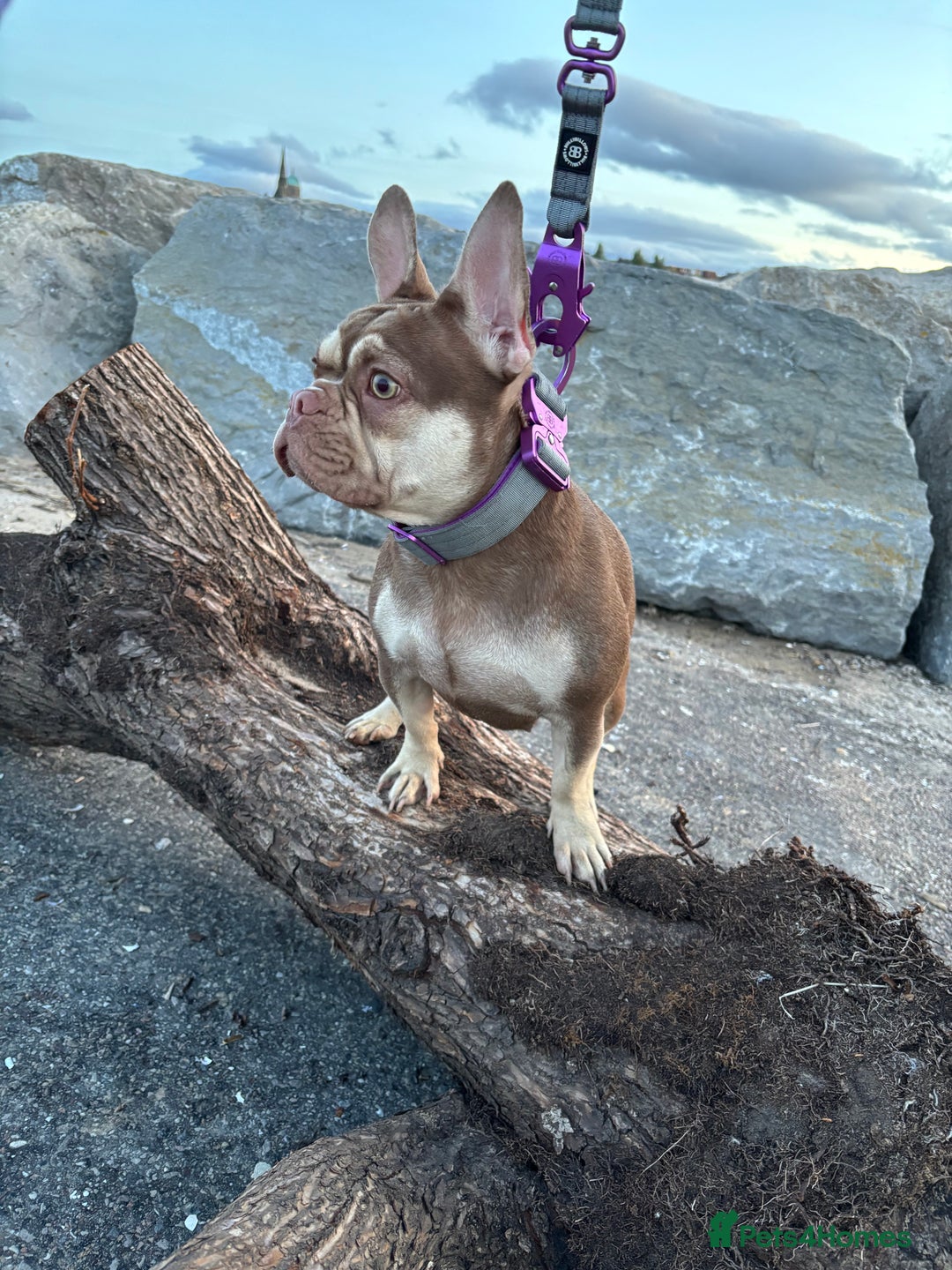 French Bulldog dogs for sale: QUALITY FRENCH BULLDOG PUPPIES - Advert 28