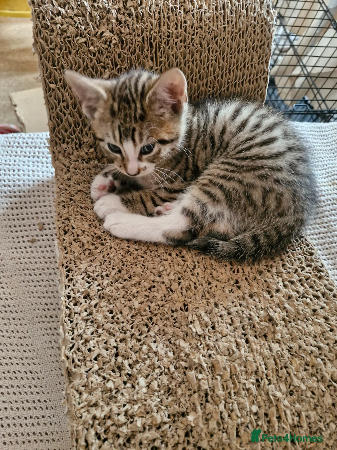 Mixed Breed cats for sale: Beautiful kittens,  ready now - Advert 2