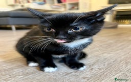 Japanese Bobtail cats for sale: Japanese Bobtail baby girl kitten! - Image 1