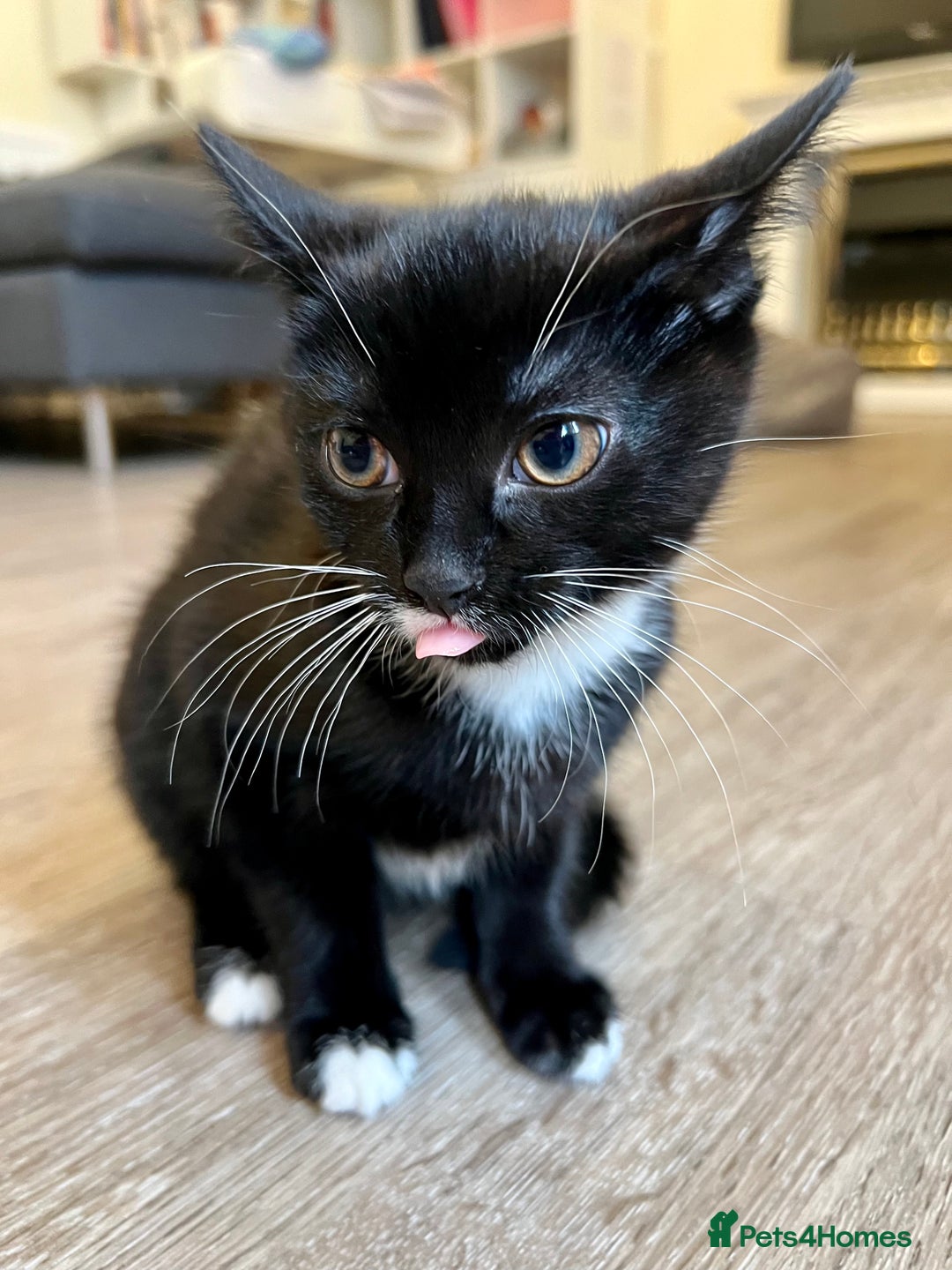 Japanese Bobtail cats for sale: Japanese Bobtail baby girl kitten! - Image 1