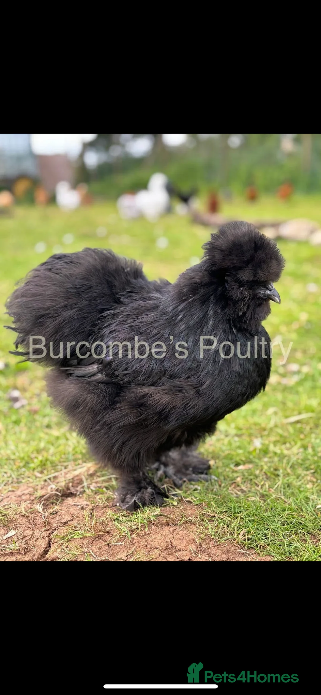 Chickens poultry for sale: Silkies for sale  - Advert 3