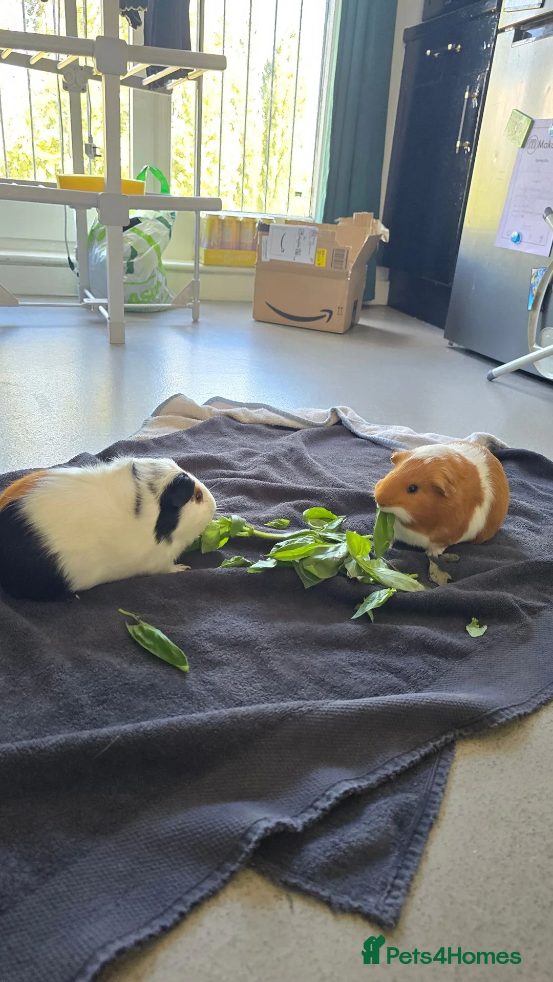 Guinea Pig rodents for sale: 2 X Male Guniea Pigs in London - Advert 1