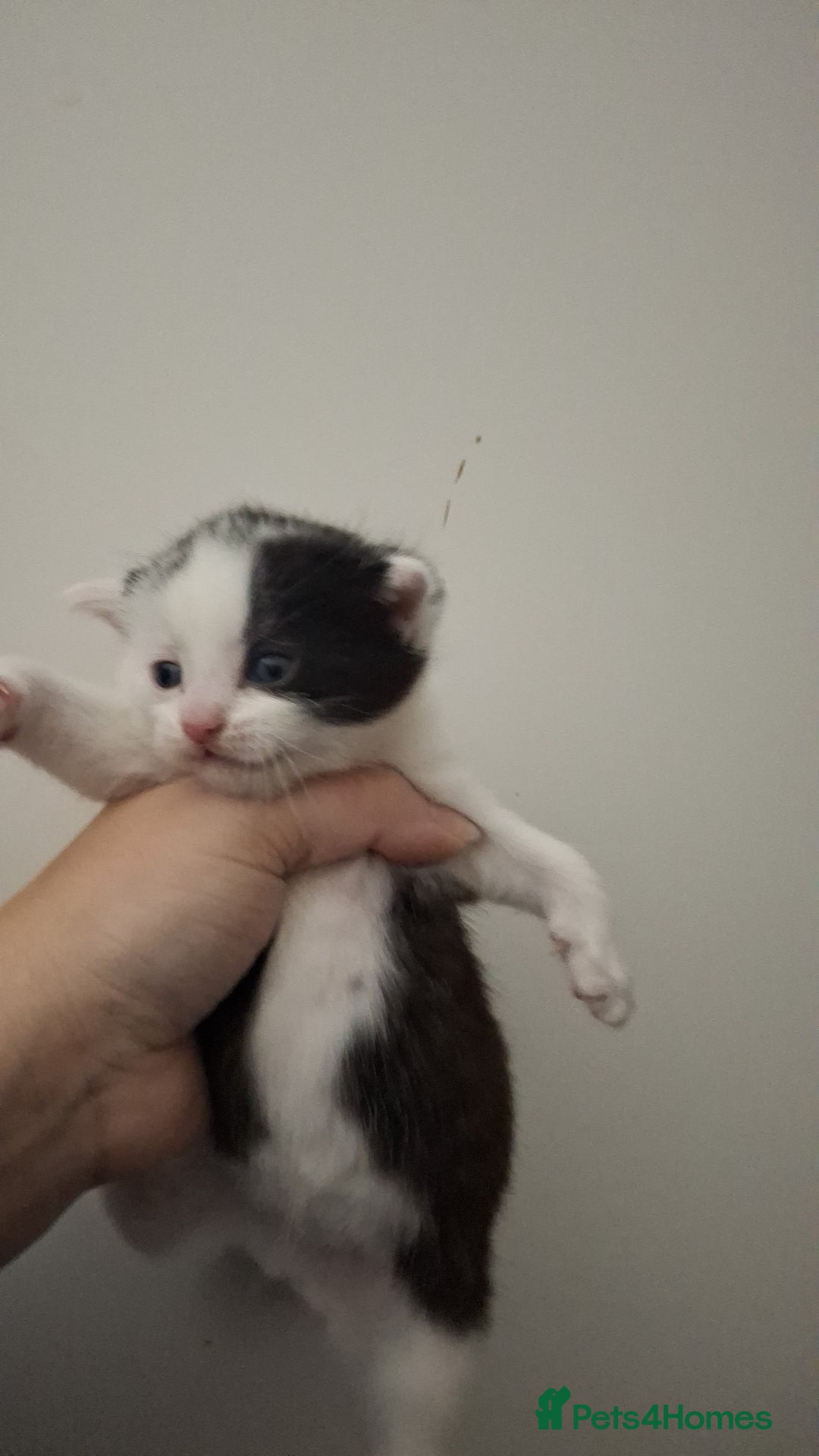 Asian cats for sale: Black and white kittens - Advert 2