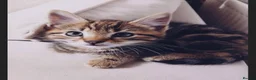 Mixed Breed cats for sale: Tabby kitten  in Appleby-in-Westmorland - Advert 5
