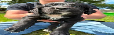 Cocker Spaniel 3