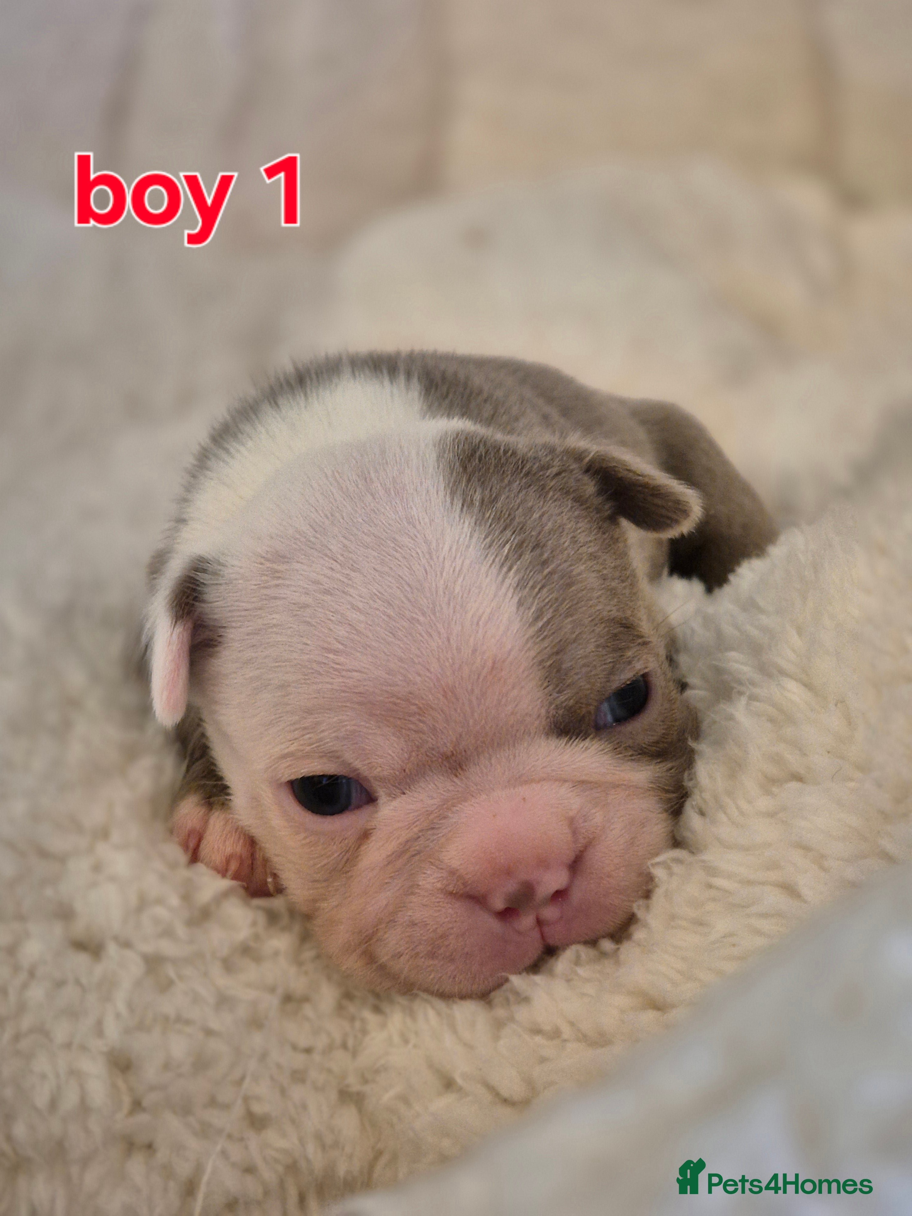 Boston Terrier dogs Kc Boston terrier puppies  - Advert 1