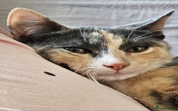 Mixed Breed cats for sale: Male and Female Kitten - Image 3
