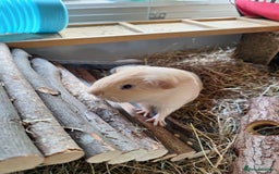 Guinea Pig rodents for sale: Guinea pigs looking for a loving home - Image 2