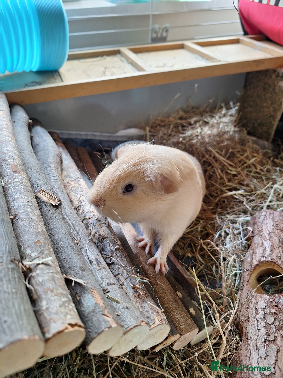 Guinea Pig rodents for sale: Guinea pigs looking for a loving home - Image 2