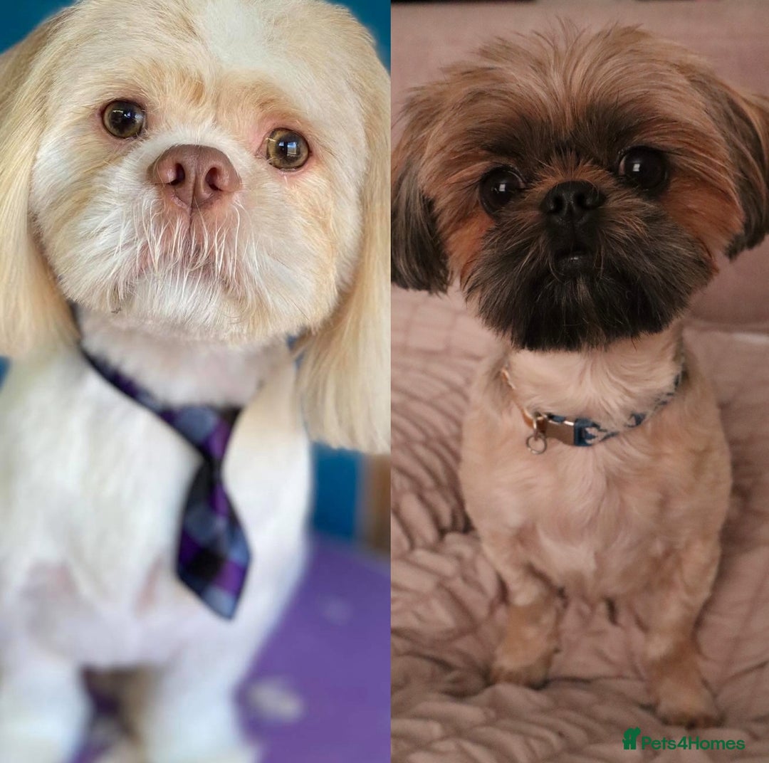 Shih Tzu dogs for sale: Family-Raised Shih Tzu Pups Looking 4 Loving Homes - Image 6