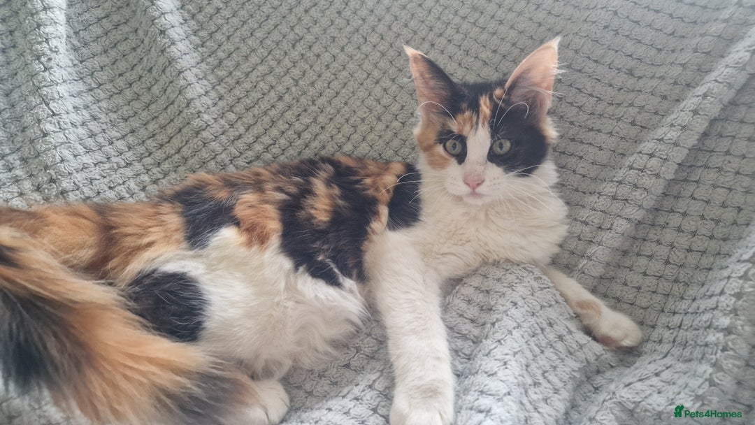 Maine Coon cats for sale: Adorable Maine Coon Kittens for Sale - Image 14