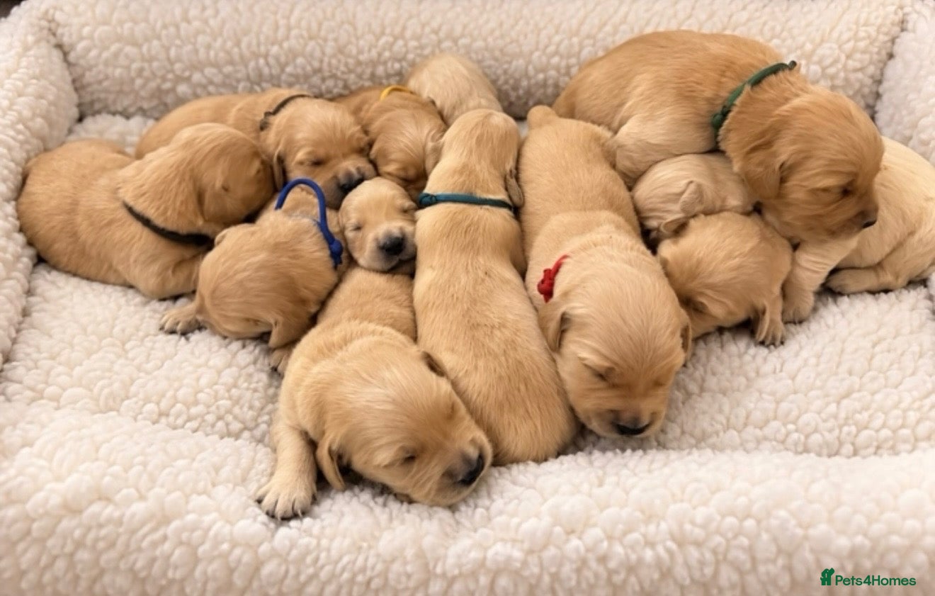 Golden Retriever dogs Exceptionally bred golden Retriever Puppies - Advert 7